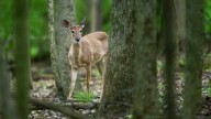 Michigan Senate OKs $20M in hunting, fishing fee hikes. House leaders balk