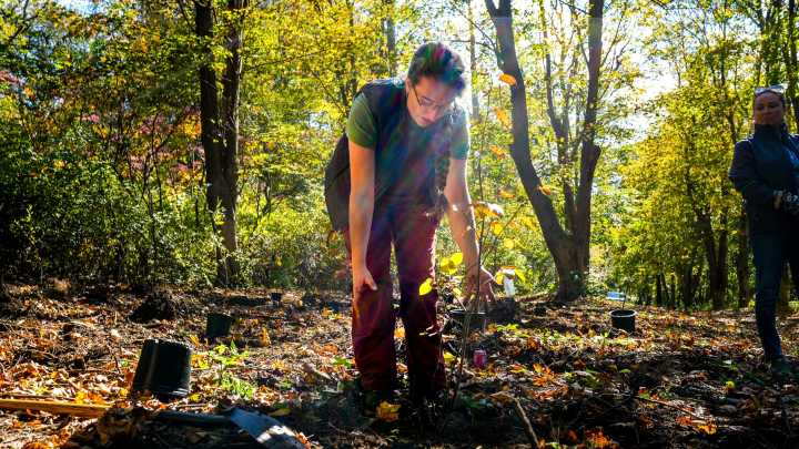 How a group of volunteers is fighting invasives in a Newport, RI park