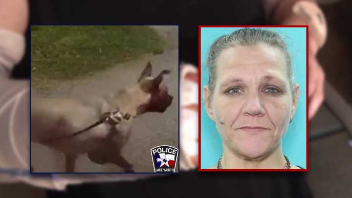 Dog Attack: Owner, boyfriend arrested after pit bull mauling hospitalizes victim