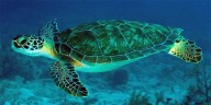 Cambio climático y deforestación amenazan a focas y aves, pero las tortugas verdes muestran una recuperación histórica