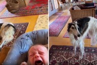 Dog Hears Newborn Brother Cry, Response Goes Viral: ‘Happens at All Hours’