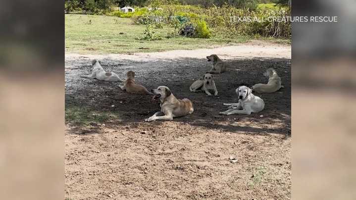City of Godley asking for help with pack of roaming stray dogs
