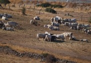 ASAJA exige al Ministerio que garantice la «regionalización» del foco de Dermatosis Nodular