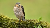 Bird of prey suffered 'harrowing death' after being poisoned in Aberdeenshire