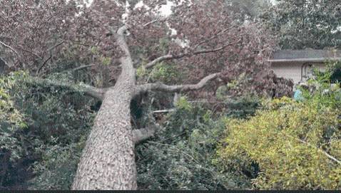 Beach homeowner warned city of falling tree years before it hit her house