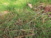 Darrell Blackwelder: Caring for newly seeded lawn areas