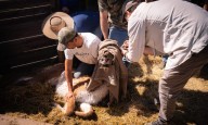 Impulsan inédito proyecto de repoblamiento del guanaco en la cordillera central de Chile