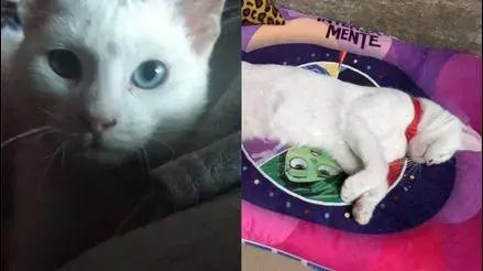 San Juan de Miraflores: familia busca a gatito Max tras escaparse de veterinaria