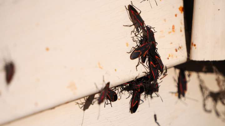 Seal Up Your Window Frames Now To Keep Out One Nasty Pest This Winter