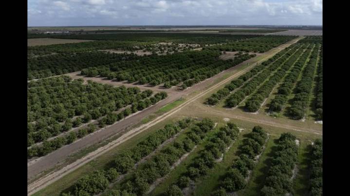 Texas’ congressional delegation wants Trump to punish...