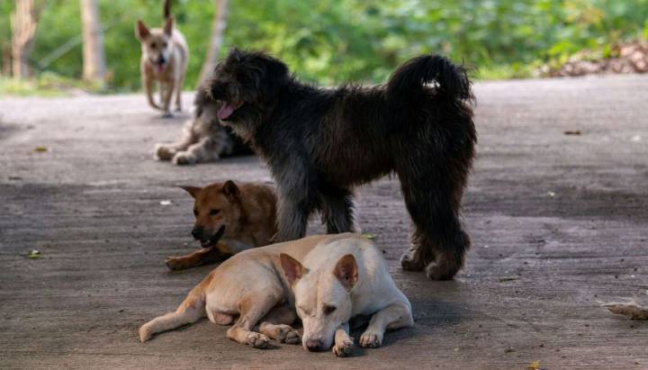 Nuevo caso de maltrato: perros hambrientos se comieron a otro can en Hualpén