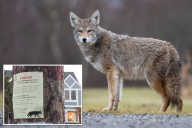 Coyote attacks, chases 9-year-old child playing hide and seek in Oregon