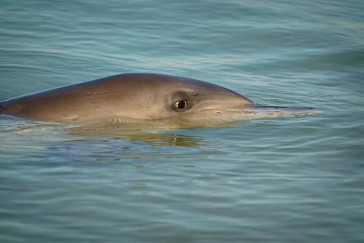 Los investigadores hacen un descubrimiento horrible luego de examinar las tripas de los delfines, esto es lo que encontraron