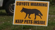 Winter Garden pet owner warns others after she fears pet was attacked by coyote