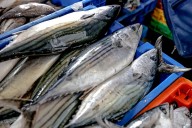 Gobierno fija en nueve toneladas la captura máxima de bonito por faena de pesca artesanal