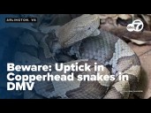Copperhead snake bites on the rise, expert shares tips on how to stay safe