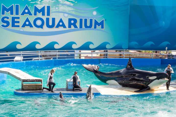 Miami Seaquraium closes its doors after 70 years