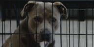 Metro Council considers bill to add new animal control commission