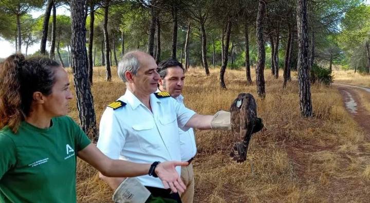 La Junta destaca la recuperación de 102 rapaces en Marismas del Odiel