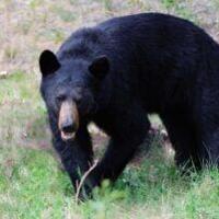 Arizona bear hunts face closures as harvest limits reached in multiple units