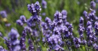 Lavender will 'flourish' if you use 3 food scraps that will give them 'additional nourishment'