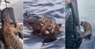 Un jaguar fue rescatado en el río Negro tras ser víctima de disparos en la cabeza