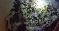 Police storm Manchester street and discover 'sophisticated set