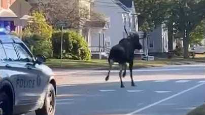 New Hampshire police chase moose out of downtown areas