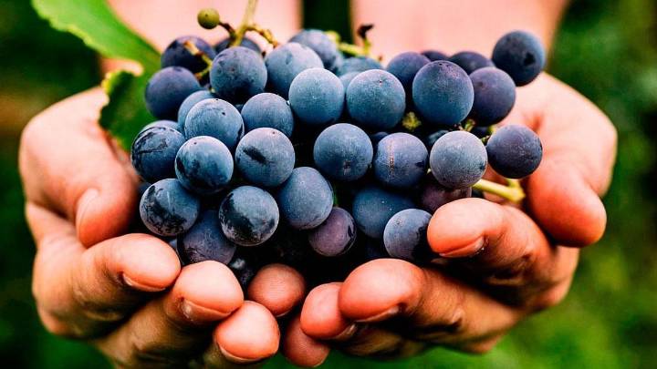 Por qué los especialistas no recomiendan consumir uvas todos los días, a pesar de sus beneficios