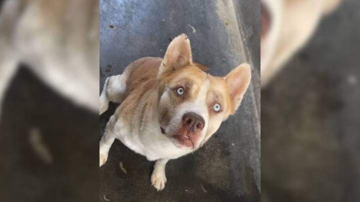 California Pup Minutes From Euthanasia Gets Saved By A Last