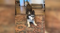 Georgia Dog With Husky Face And Corgi Attitude Has Everyone Wondering What She Really Is
