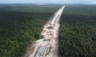 BUSCAN REPONER ÁRBOLES DERRIBADOS POR EL TREN MAYA: Reforestan con mangle rojo, caoba, cedro y ciricote las hectáreas afectadas por los rieles del proyecto presidencial