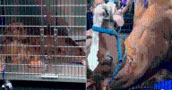 Golden Retriever’s Hilarious Reaction to Horse at Vet Has Millions Laughing Online