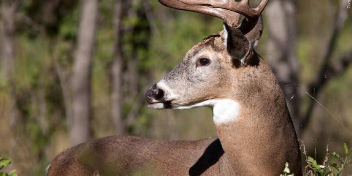 Kentucky’s 2nd wild deer case of Chronic Wasting Disease confirmed