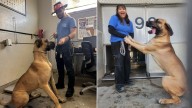California Shelter’s Scooby-Doo Lookalike Longs For A Family, Then Finds His Perfect Match