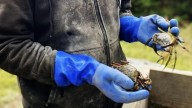 What to do about Maine’s green crab problem? Some see opportunity