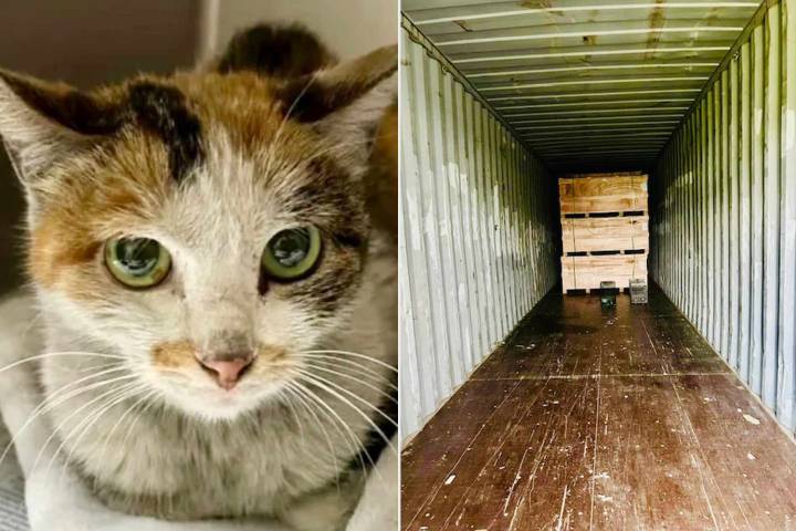 Cat Ready for Adoption After 8,000-Mile Journey in Shipping Container