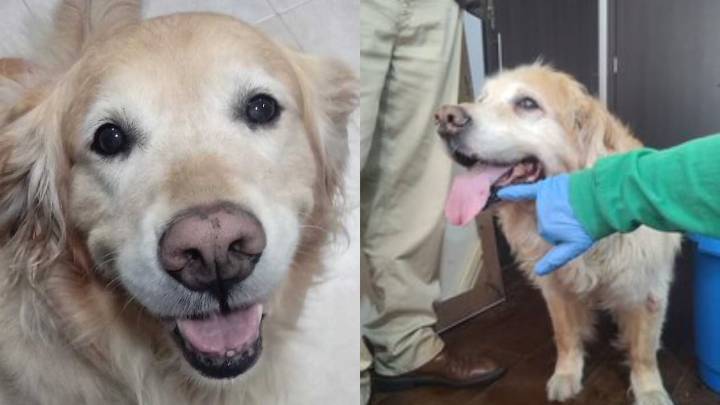 Comunidad de Cedritos enfureció con hombre que quedó registrado en video golpeando a una perrita: esto hizo el distrito