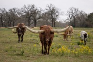 Trump defends record after possible plan to buy Argentine beef draws pushback