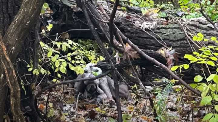 A Malnourished Dog Emerged From The Missouri Woods, Hiding A Devastating Secret
