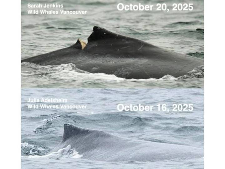 Hullo ferry likely struck humpback calf 'Skipper' in English Bay, researchers say