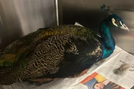 Llamado a la comunidad: hallan dos pavos reales en Raleigh