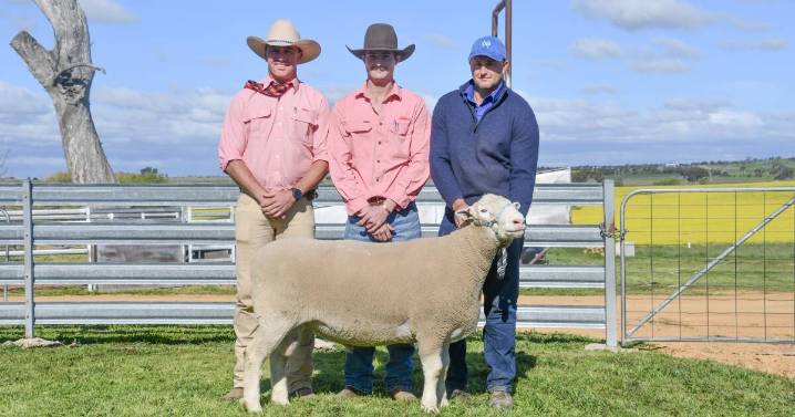 Springwaters Poll Dorset 2025 ram sale results, top and average