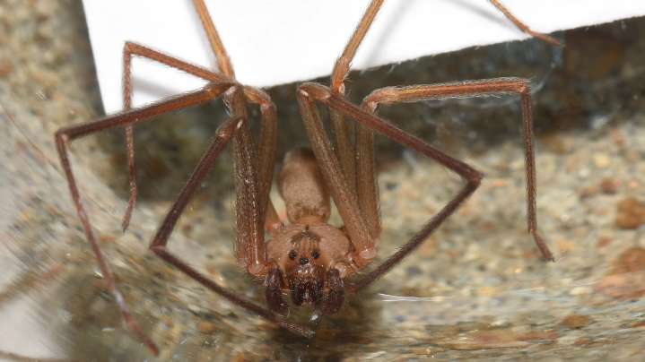 How to reduce brown recluse spiders in Georgia during peak bite season