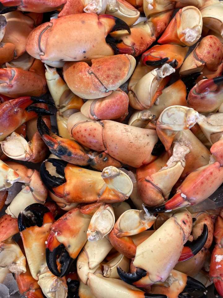 FWC: Stone crab season about to crack open for harvesting