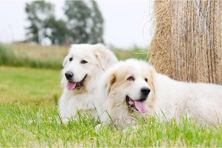 The 15 Best Great Pyrenees Products For Travel