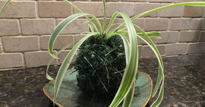 Transform your houseplants into art with this Japanese gardening technique