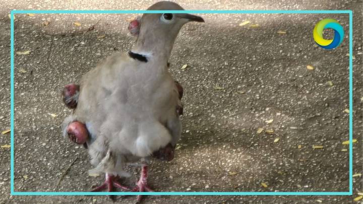 Aparecen palomas con tumores en Tulum