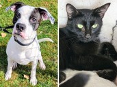 Pets of the week: Jasmine is quiet and mellow while Hugo brings happy energy