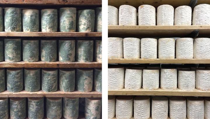 Cheese Cave Fungi Help Scientists See Evolution In Real Time